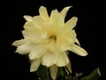 eh yellow gem 9910 4