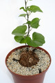 dioscorea elephantipes 3982