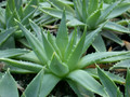 aloe polyphylla es3206 1