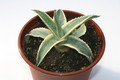 agave cornelius 6586
