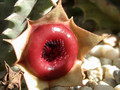 huernia insigniflora karoo 06