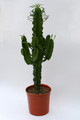 euphorbia spec 3519