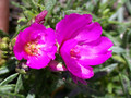 calandrinia umbellata 02