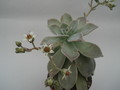 graptopetalum paraguayensis 8464