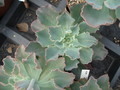 echeveria shawiana 01
