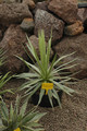 agave dasylirioides dealbata 02