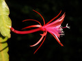 eh jalisco flirt 02