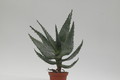 aloe ferox 8733