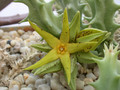 caralluma lutea vaga 02
