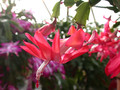 schlumbergera thor olga 01