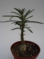 pachypodium griquense 744