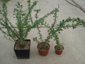 fouquieria fasciculata 3
