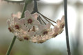 hoya carnosa 4