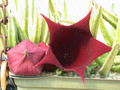 stapelia ledinii 02
