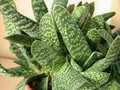 gasteria prolifera 04