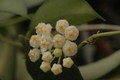 hoya lacunosa 1147
