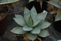 agave albicans 9613