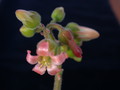 cotyledon ladysmithiensis 04