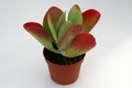 kalanchoe thysiflora 0632