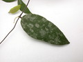 hoya caudata 3963