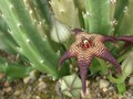 stapelia cedrimontana 01