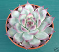 echeveria colorata lindsayana