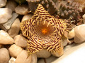 huernia kennedyana 01