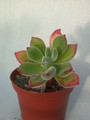echeveria pulvinata 9976