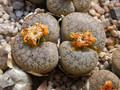 lithops pseudotruncatella alpina c68 06