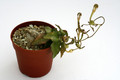 ceropegia inornata 1344