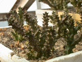 edithcolea grandis 02