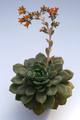echeveria globulosa 7958