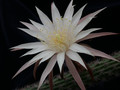 nyctocereus hirtschtianus 02