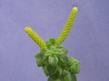 peperomia columella 1853