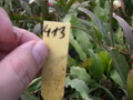 eh maiendank 413 5338