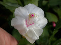 schlumbergera aspen 02