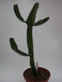 euphorbia cooperi 1370
