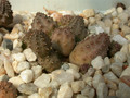 huernia kennedyana09
