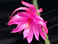 aporocactus fairy dancer 04