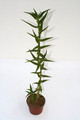 aloe morijensis kenia 70cm 3788
