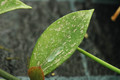 hoya pubicalyx silver pink 06