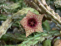 huernia volkartii 01
