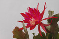 eh erfurter gartenschau 23 09