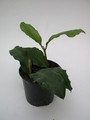 hoya imperialis 4007