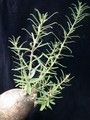 pachypodium succulentum 07