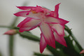 schlumbergera bristol rose 01