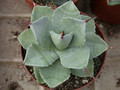 agave shoji rijin 02