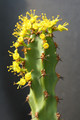 euphorbia ledienii 0375