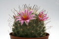 mammillaria grahamii djf1000 0239