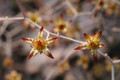 graptopetalum pentandrum superbum 2058